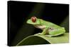 Red Eyed Tree Frog, Costa Rica-Paul Souders-Stretched Canvas