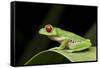 Red Eyed Tree Frog, Costa Rica-Paul Souders-Framed Stretched Canvas