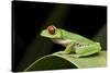 Red Eyed Tree Frog, Costa Rica-Paul Souders-Stretched Canvas