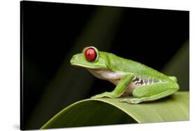 Red Eyed Tree Frog, Costa Rica-Paul Souders-Stretched Canvas