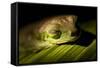 Red Eyed Tree Frog, Costa Rica-Paul Souders-Framed Stretched Canvas