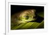 Red Eyed Tree Frog, Costa Rica-Paul Souders-Framed Premium Photographic Print