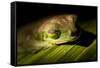 Red Eyed Tree Frog, Costa Rica-Paul Souders-Framed Stretched Canvas