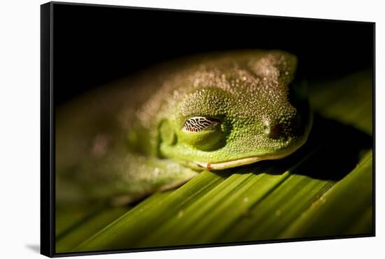 Red Eyed Tree Frog, Costa Rica-Paul Souders-Framed Stretched Canvas