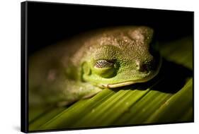 Red Eyed Tree Frog, Costa Rica-Paul Souders-Framed Stretched Canvas