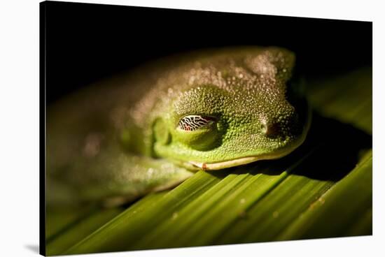 Red Eyed Tree Frog, Costa Rica-Paul Souders-Stretched Canvas