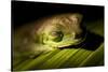 Red Eyed Tree Frog, Costa Rica-Paul Souders-Stretched Canvas