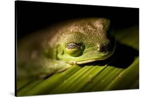 Red Eyed Tree Frog, Costa Rica-Paul Souders-Stretched Canvas