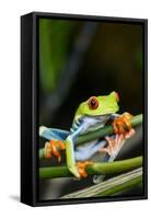 Red Eyed Tree Frog, Costa Rica-Paul Souders-Framed Stretched Canvas