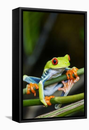 Red Eyed Tree Frog, Costa Rica-Paul Souders-Framed Stretched Canvas