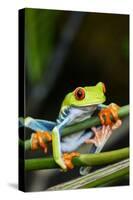 Red Eyed Tree Frog, Costa Rica-Paul Souders-Stretched Canvas