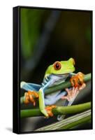 Red Eyed Tree Frog, Costa Rica-Paul Souders-Framed Stretched Canvas