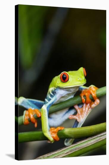 Red Eyed Tree Frog, Costa Rica-Paul Souders-Stretched Canvas