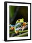 Red Eyed Tree Frog, Costa Rica-Paul Souders-Framed Premium Photographic Print