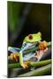 Red Eyed Tree Frog, Costa Rica-Paul Souders-Mounted Premium Photographic Print