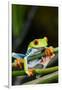 Red Eyed Tree Frog, Costa Rica-Paul Souders-Framed Premium Photographic Print