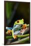 Red Eyed Tree Frog, Costa Rica-Paul Souders-Framed Premium Photographic Print