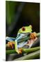 Red Eyed Tree Frog, Costa Rica-Paul Souders-Mounted Premium Photographic Print