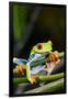 Red Eyed Tree Frog, Costa Rica-Paul Souders-Framed Premium Photographic Print