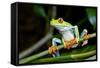 Red Eyed Tree Frog, Costa Rica-Paul Souders-Framed Stretched Canvas