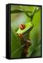 Red Eyed Tree Frog, Costa Rica-Paul Souders-Framed Stretched Canvas