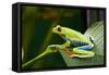 Red Eyed Tree Frog, Costa Rica-Paul Souders-Framed Stretched Canvas