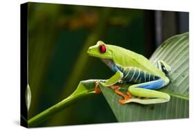 Red Eyed Tree Frog, Costa Rica-Paul Souders-Stretched Canvas