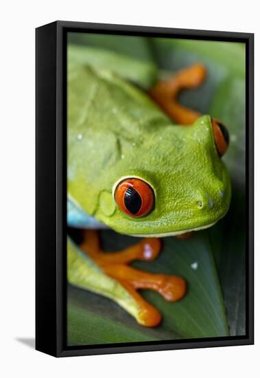 Red Eyed Tree Frog, Costa Rica-Paul Souders-Framed Stretched Canvas