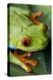 Red Eyed Tree Frog, Costa Rica-Paul Souders-Stretched Canvas