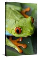 Red Eyed Tree Frog, Costa Rica-Paul Souders-Stretched Canvas