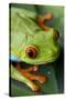 Red Eyed Tree Frog, Costa Rica-Paul Souders-Stretched Canvas