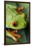 Red Eyed Tree Frog, Costa Rica-Paul Souders-Framed Premium Photographic Print