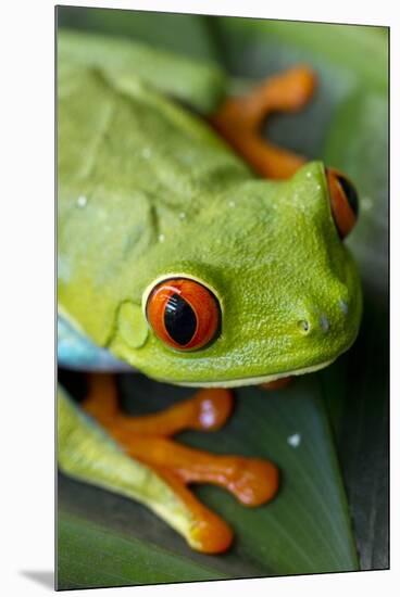 Red Eyed Tree Frog, Costa Rica-Paul Souders-Mounted Premium Photographic Print