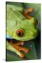 Red Eyed Tree Frog, Costa Rica-Paul Souders-Stretched Canvas