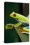 Red Eyed Tree Frog, Costa Rica-Paul Souders-Stretched Canvas
