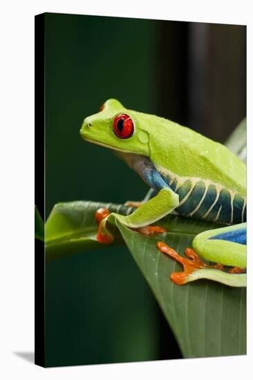 Red Eyed Tree Frog, Costa Rica-Paul Souders-Stretched Canvas