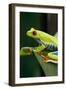 Red Eyed Tree Frog, Costa Rica-Paul Souders-Framed Premium Photographic Print