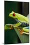 Red Eyed Tree Frog, Costa Rica-Paul Souders-Mounted Premium Photographic Print