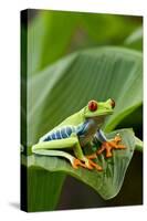 Red Eyed Tree Frog, Costa Rica-Paul Souders-Stretched Canvas