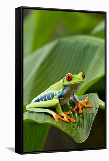Red Eyed Tree Frog, Costa Rica-Paul Souders-Framed Stretched Canvas