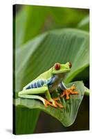 Red Eyed Tree Frog, Costa Rica-Paul Souders-Stretched Canvas