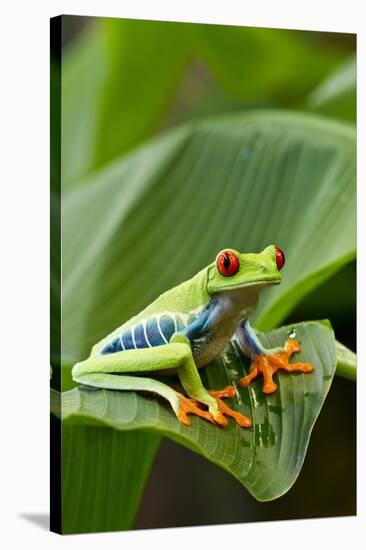 Red Eyed Tree Frog, Costa Rica-Paul Souders-Stretched Canvas