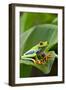 Red Eyed Tree Frog, Costa Rica-Paul Souders-Framed Premium Photographic Print