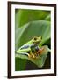 Red Eyed Tree Frog, Costa Rica-Paul Souders-Framed Premium Photographic Print