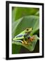 Red Eyed Tree Frog, Costa Rica-Paul Souders-Framed Premium Photographic Print