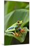 Red Eyed Tree Frog, Costa Rica-Paul Souders-Mounted Premium Photographic Print