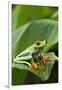 Red Eyed Tree Frog, Costa Rica-Paul Souders-Framed Premium Photographic Print