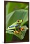 Red Eyed Tree Frog, Costa Rica-Paul Souders-Framed Premium Photographic Print