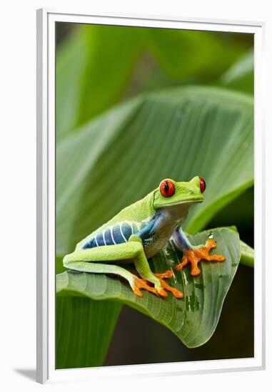 Red Eyed Tree Frog, Costa Rica-Paul Souders-Framed Premium Photographic Print