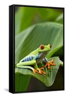 Red Eyed Tree Frog, Costa Rica-Paul Souders-Framed Stretched Canvas